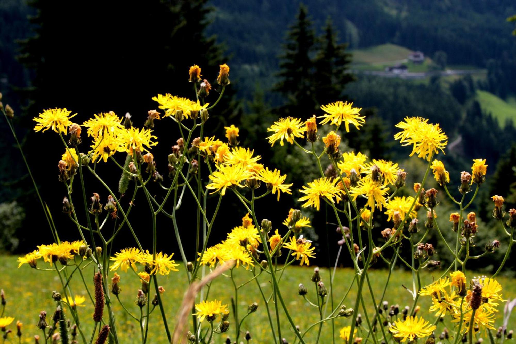 Hanserhof Zell am Ziller Eksteriør billede
